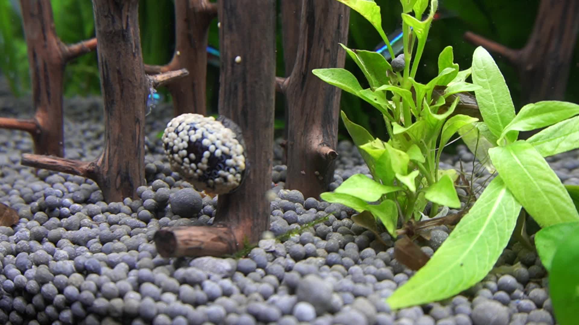 水族海螺除藻螺黑金刚繁殖视频的预览图