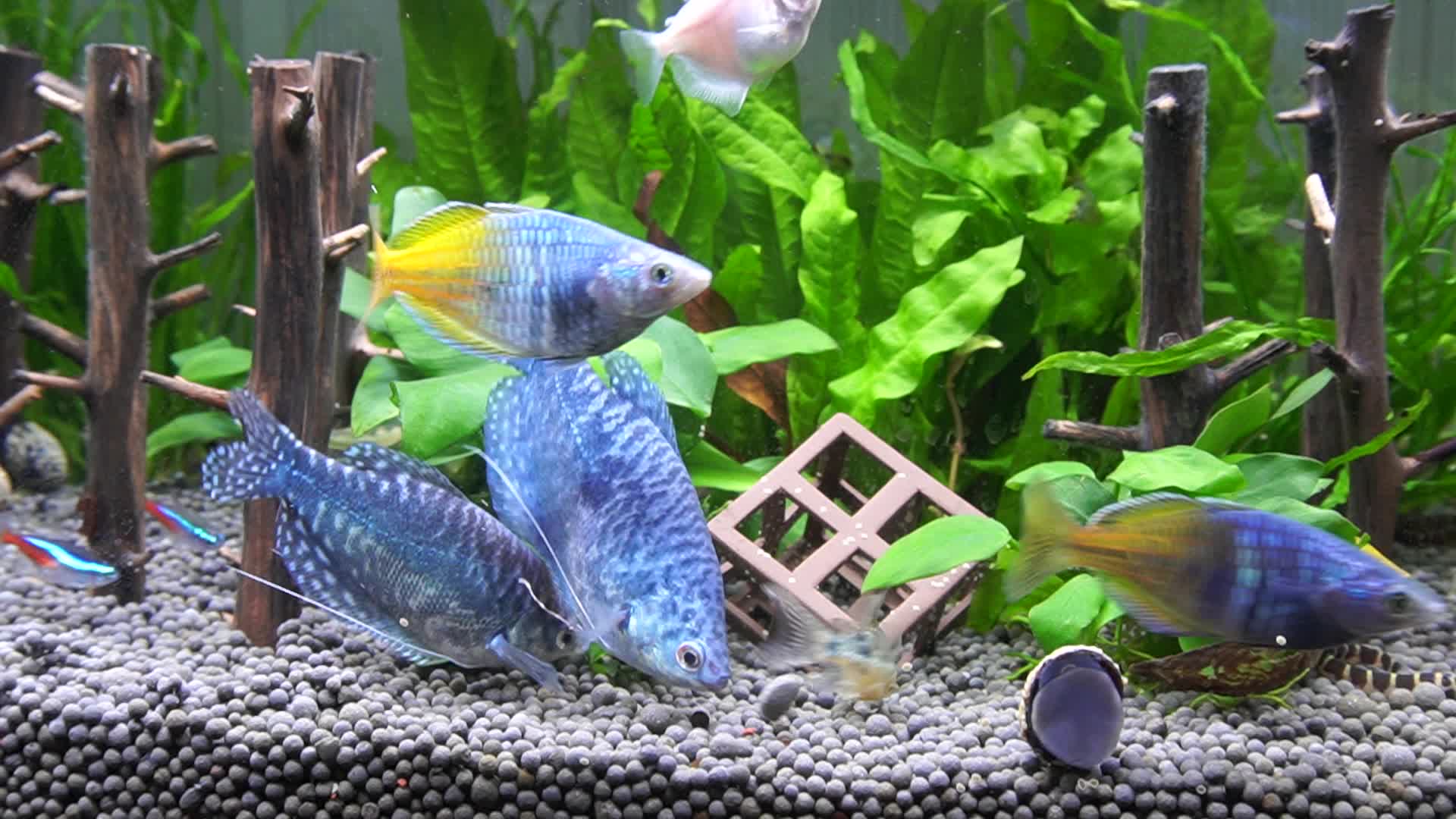 水族箱热带鱼蓝曼龙视频的预览图