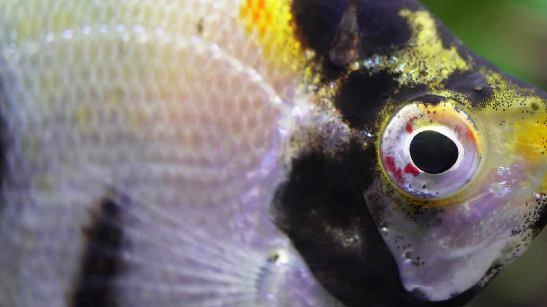 微距热带鱼鱼吃食鱼眼睛鱼鳃鱼鳞视频的预览图