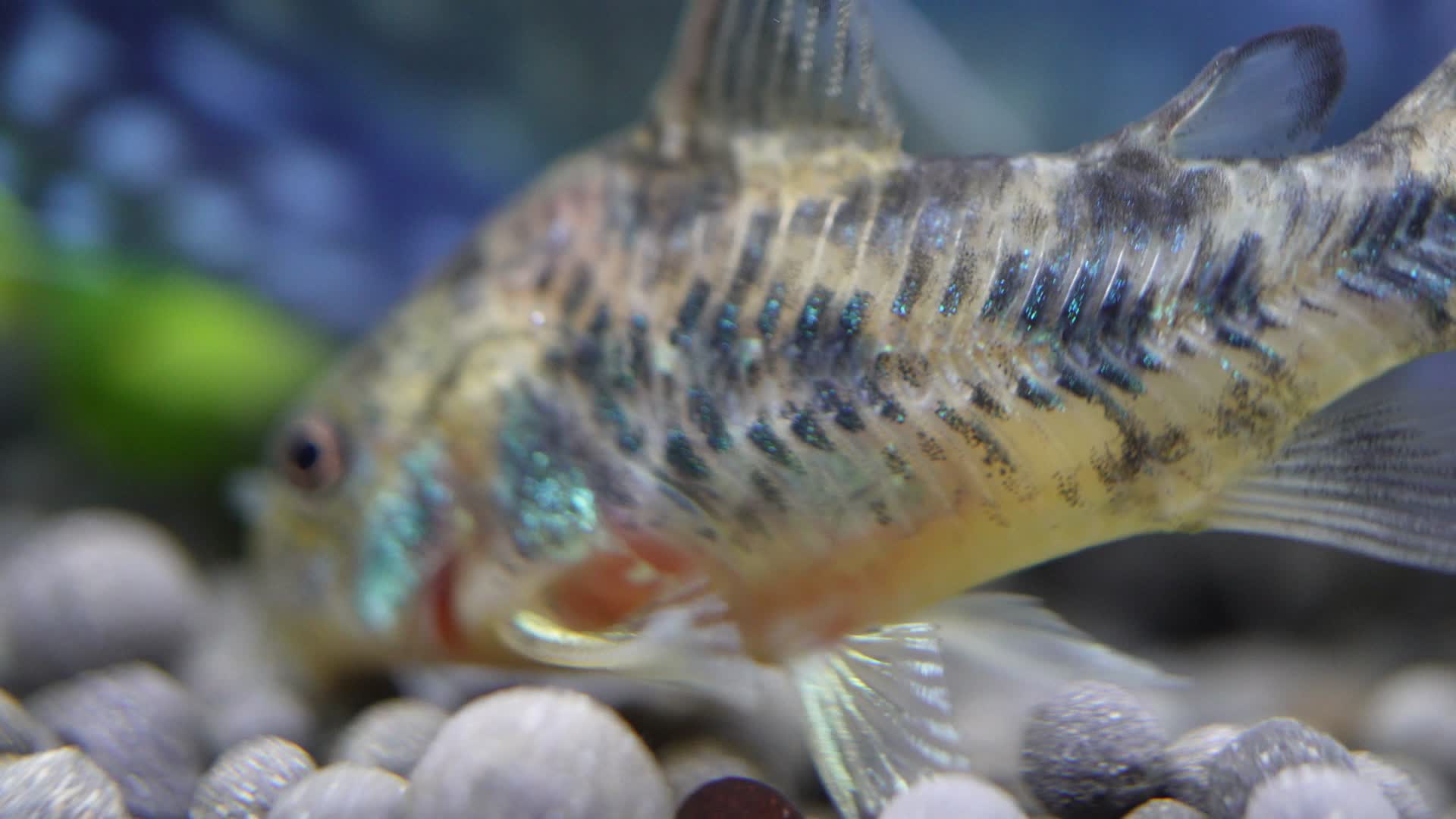 微距水族箱鼠鱼底栖鱼进食视频的预览图