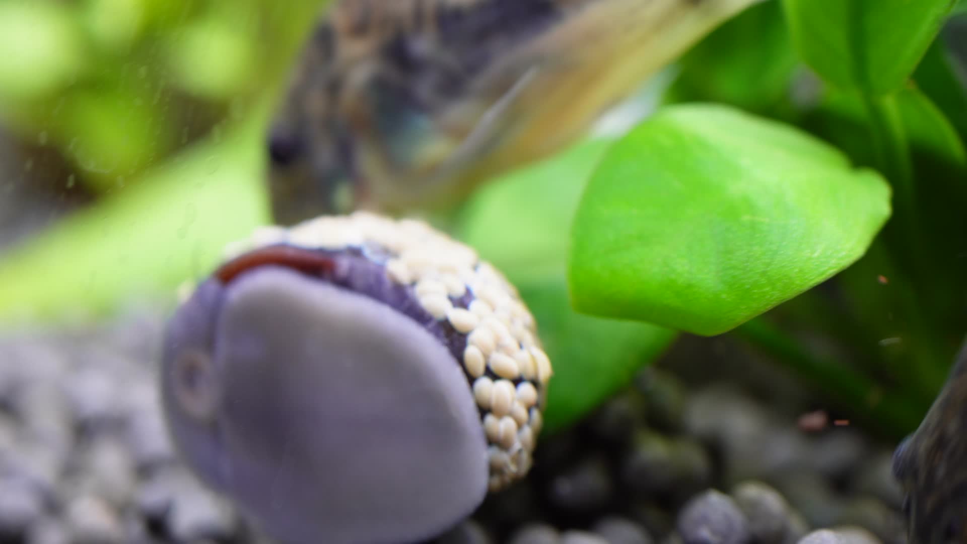 微距水族箱鼠鱼底栖鱼进食视频的预览图