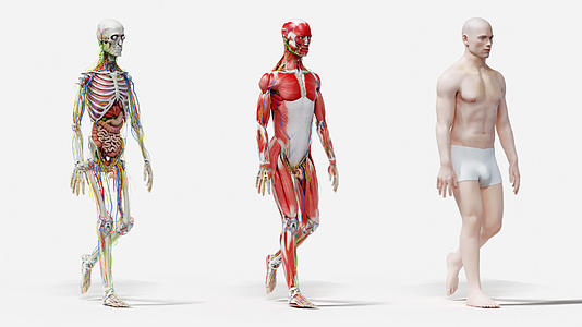 人体走路组织器官架构动画素材视频的预览图