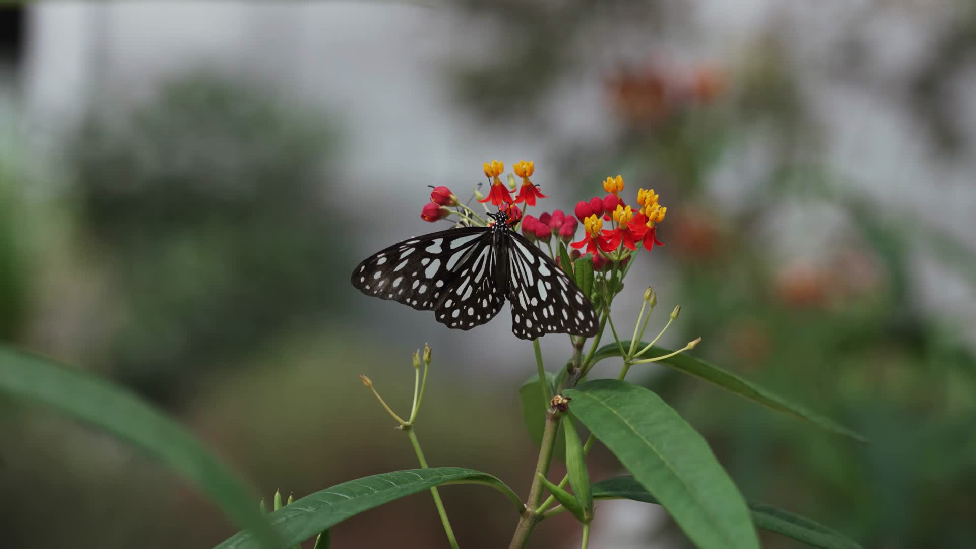 4K高清慢镜头蝴蝶飘舞于花间叶隙视频的预览图
