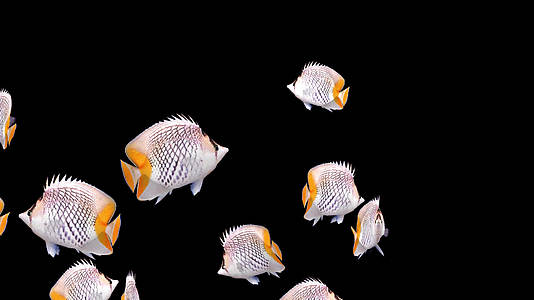 透明通热带鱼海鱼视频的预览图