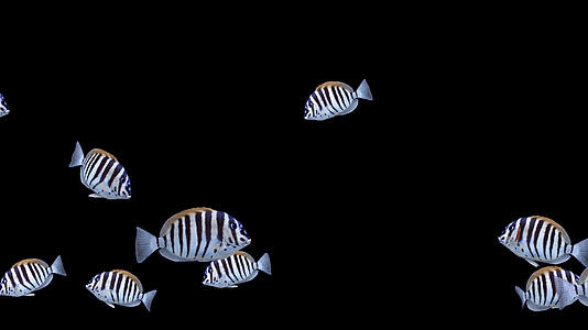 透明通热带鱼海鱼视频的预览图