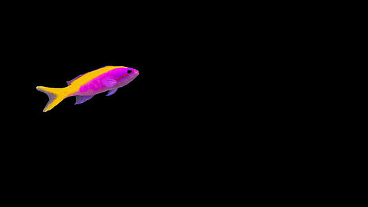 透明通道黄尾拟花鮨鱼视频的预览图