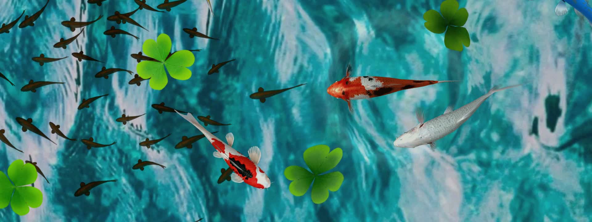 宽屏地面池塘锦鲤视频的预览图