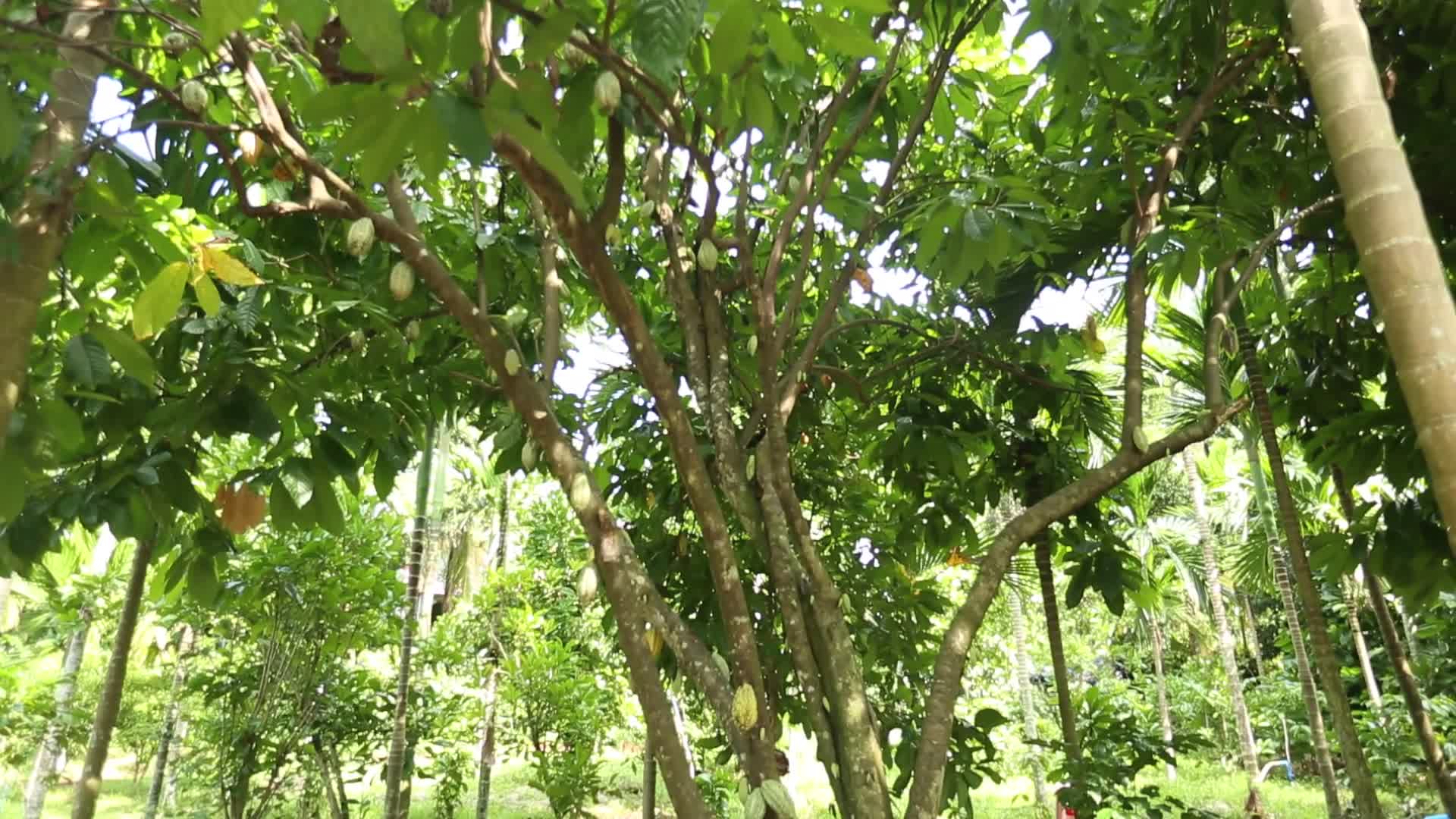 可可树可可果视频的预览图
