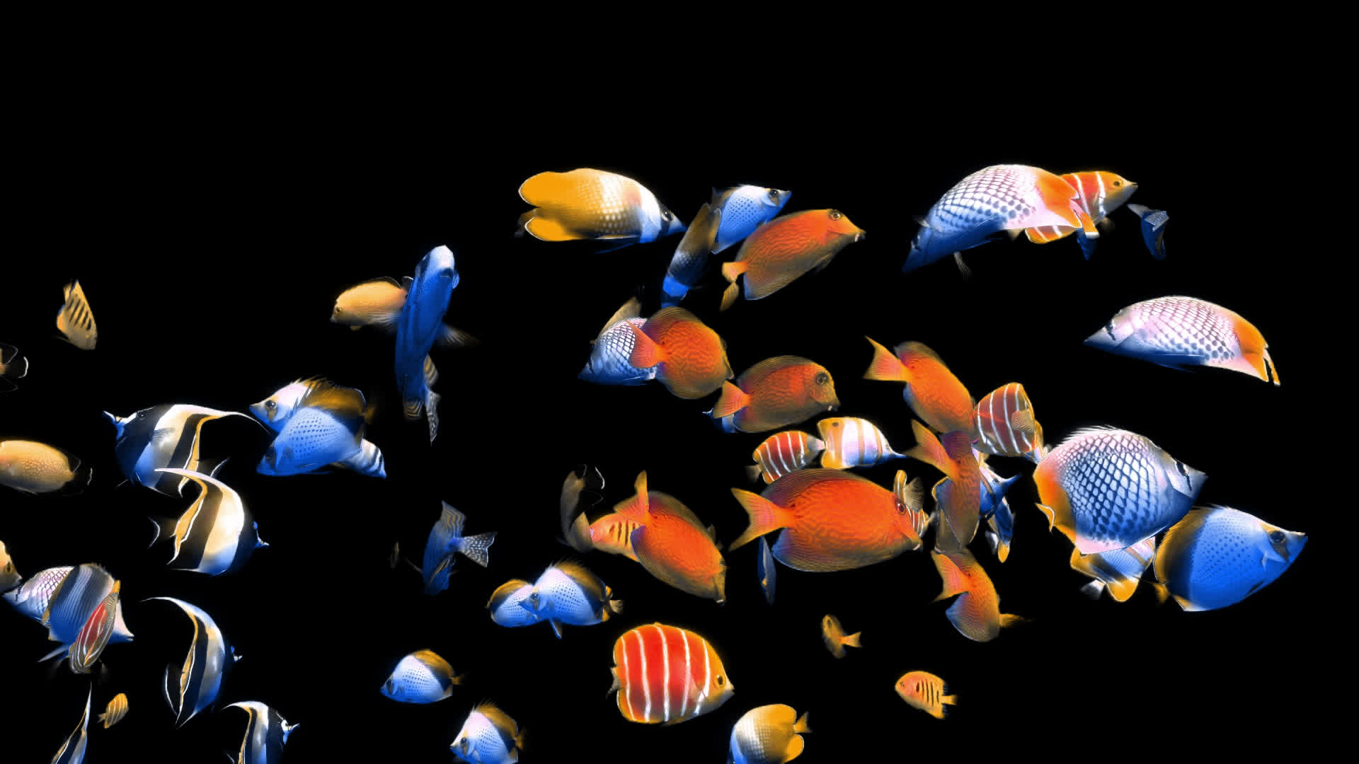 带透明通道海底世界观赏鱼视频的预览图