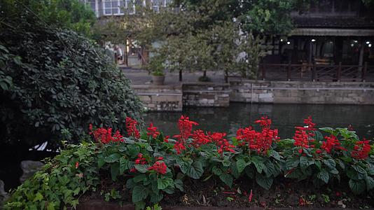 湖州南浔古镇江南水乡边一品红植物4K风景视频视频的预览图