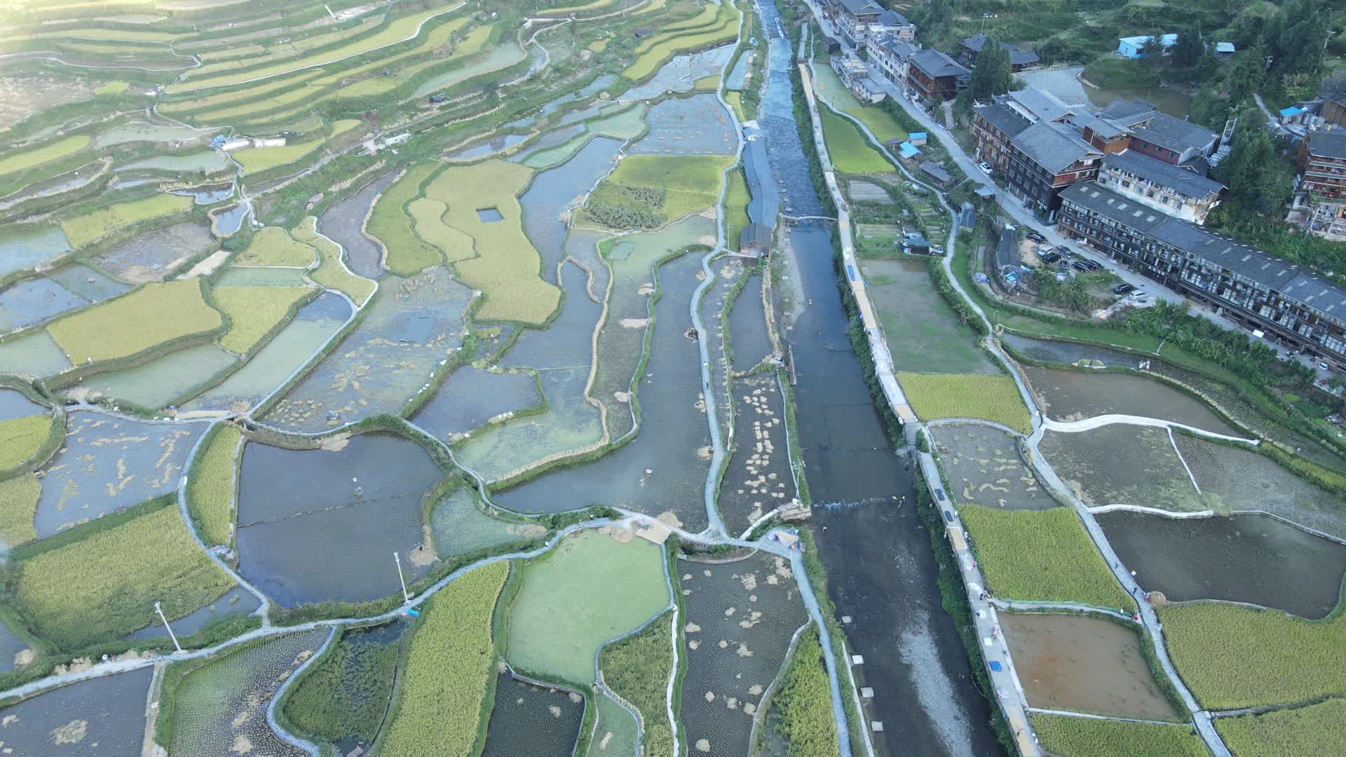 贵州千户苗寨梯田水稻航拍视频的预览图