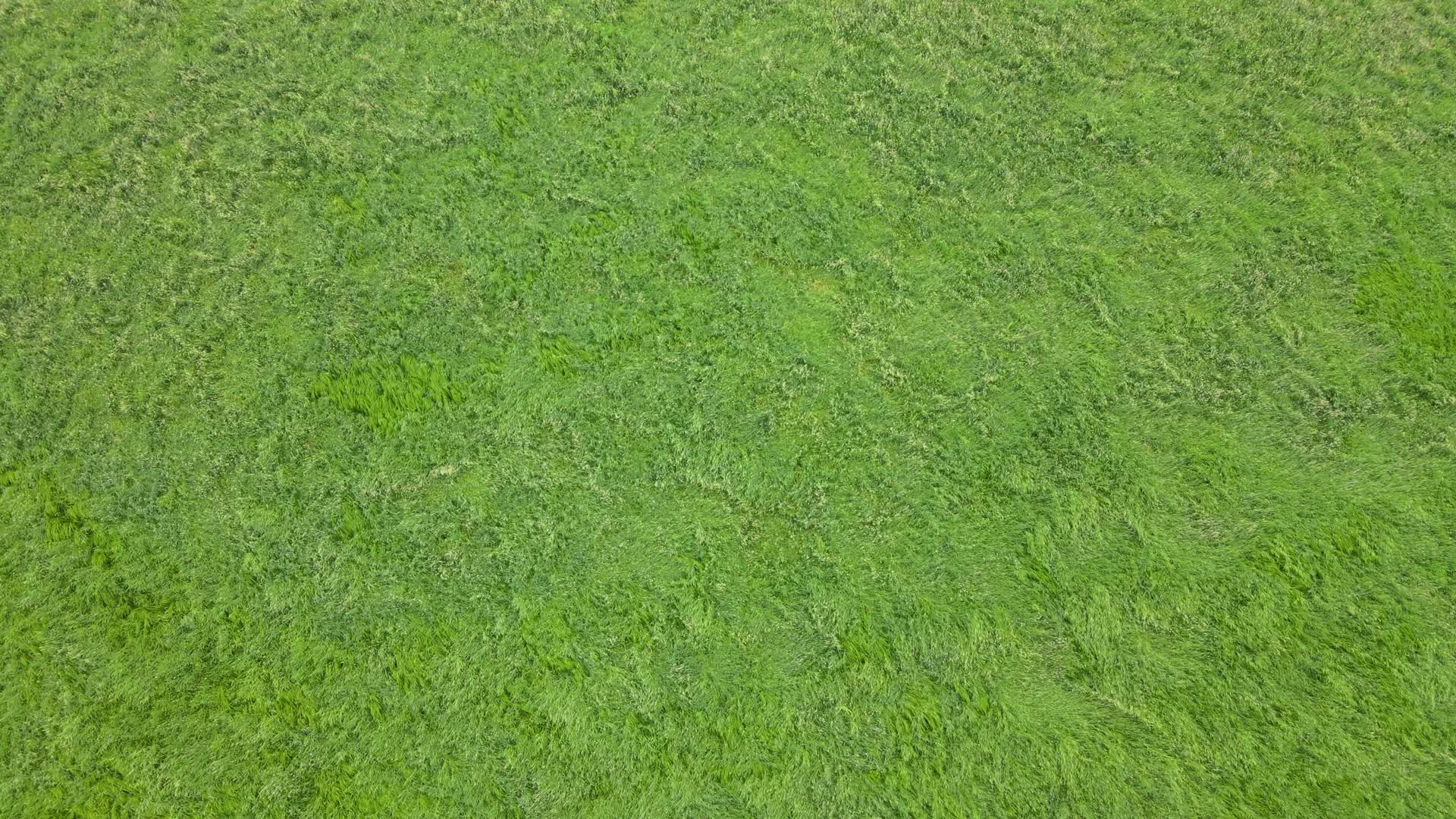 4K航拍广袤无垠的绿色草原镜头视频的预览图
