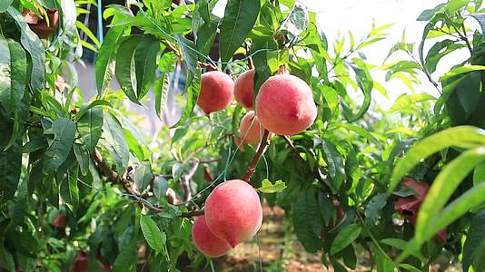 农业大棚桃子树成熟桃子视频的预览图