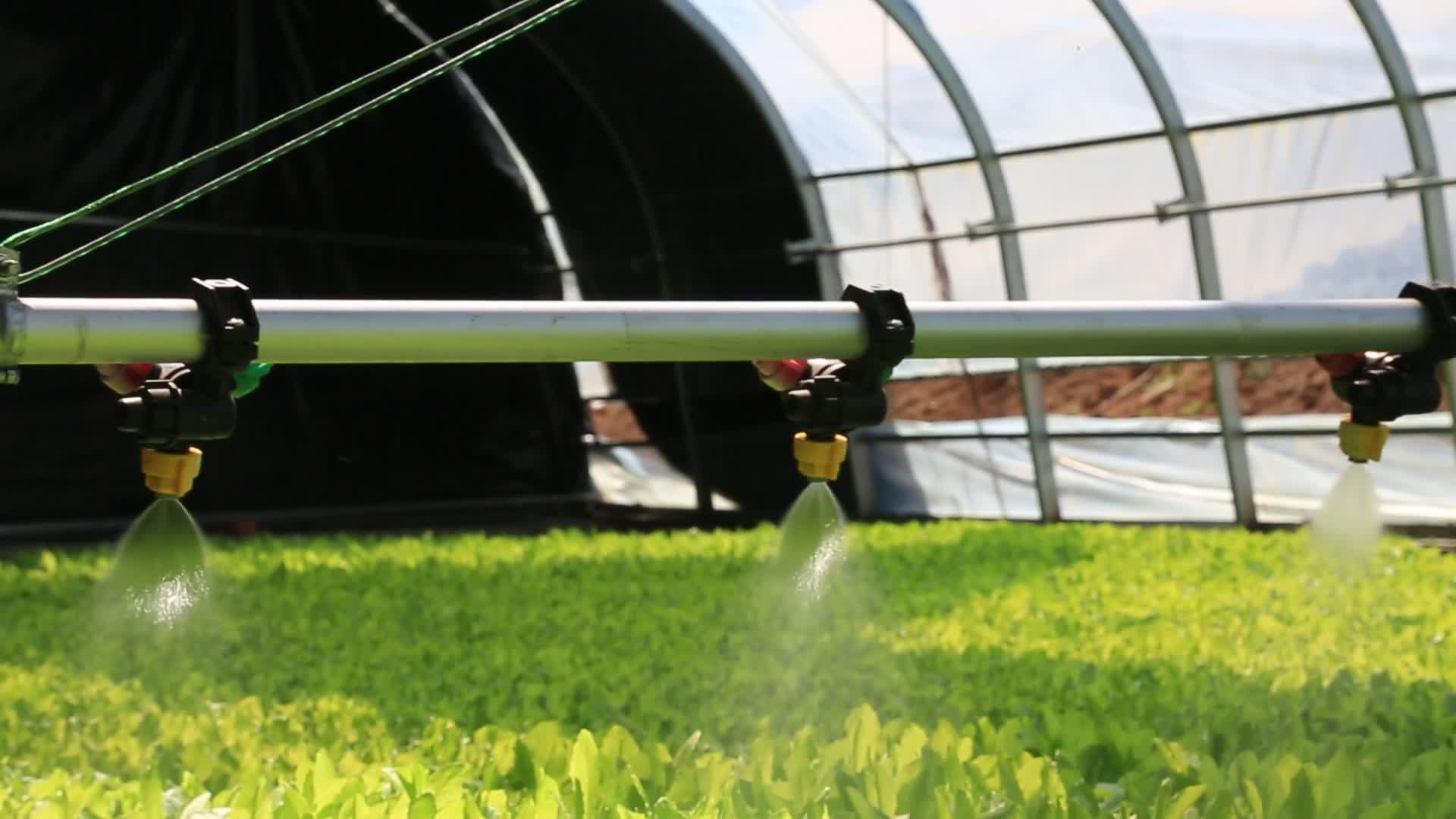 农业设施大棚蔬菜喷淋视频的预览图