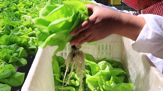 农业大棚蔬菜采摘堆放新鲜蔬菜视频的预览图