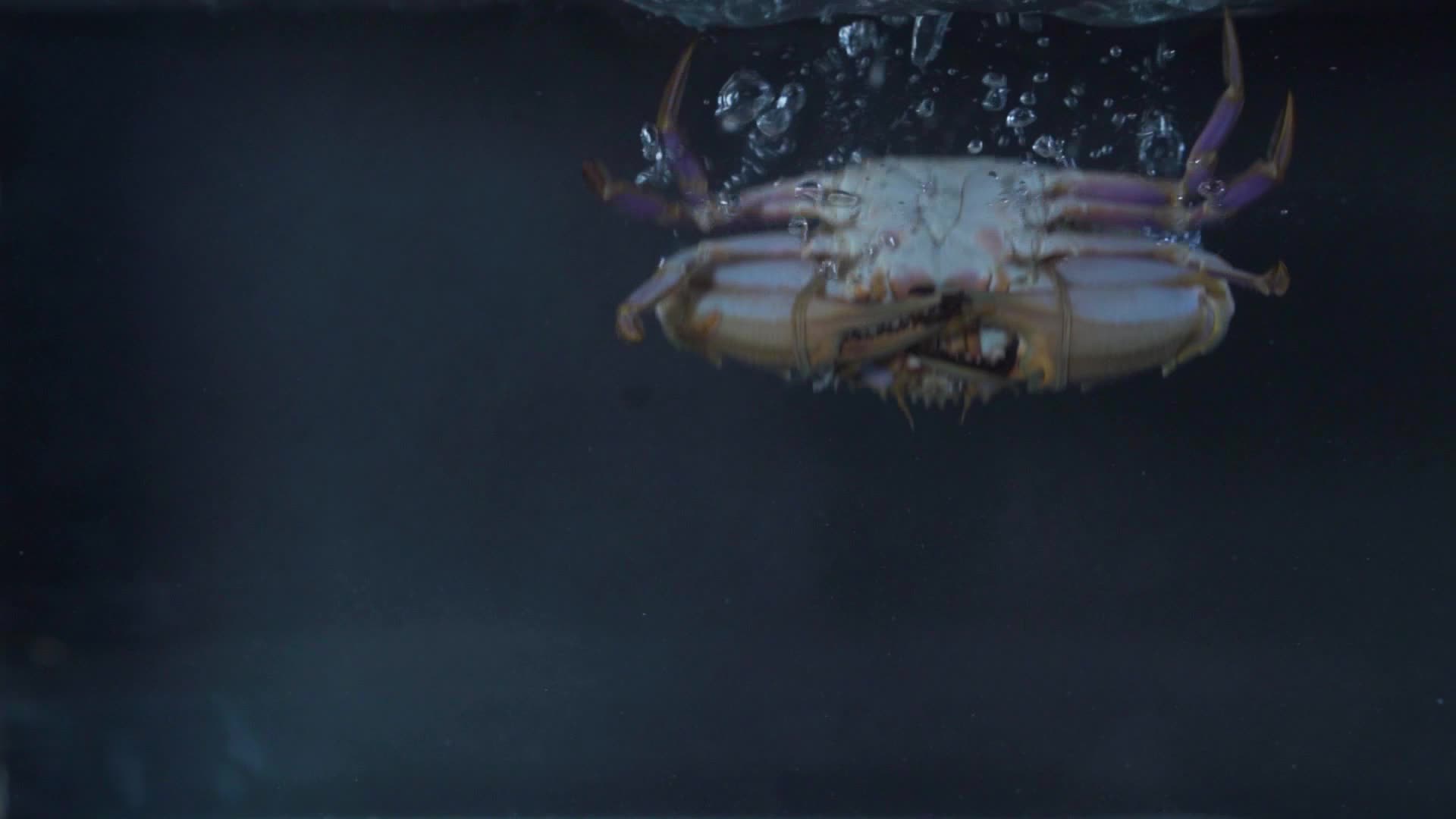 海鲜高速洒落合集螃蟹皮皮虾生蚝扇贝海星海螺视频的预览图