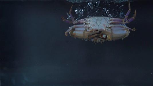海鲜高速洒落合集螃蟹皮皮虾生蚝扇贝海星海螺视频的预览图