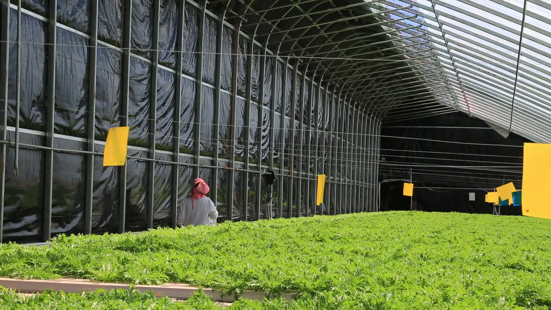 农业设施大棚蔬菜喷淋视频的预览图