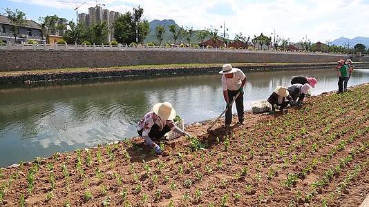 城市基建河岸两边绿化种植浇水视频的预览图