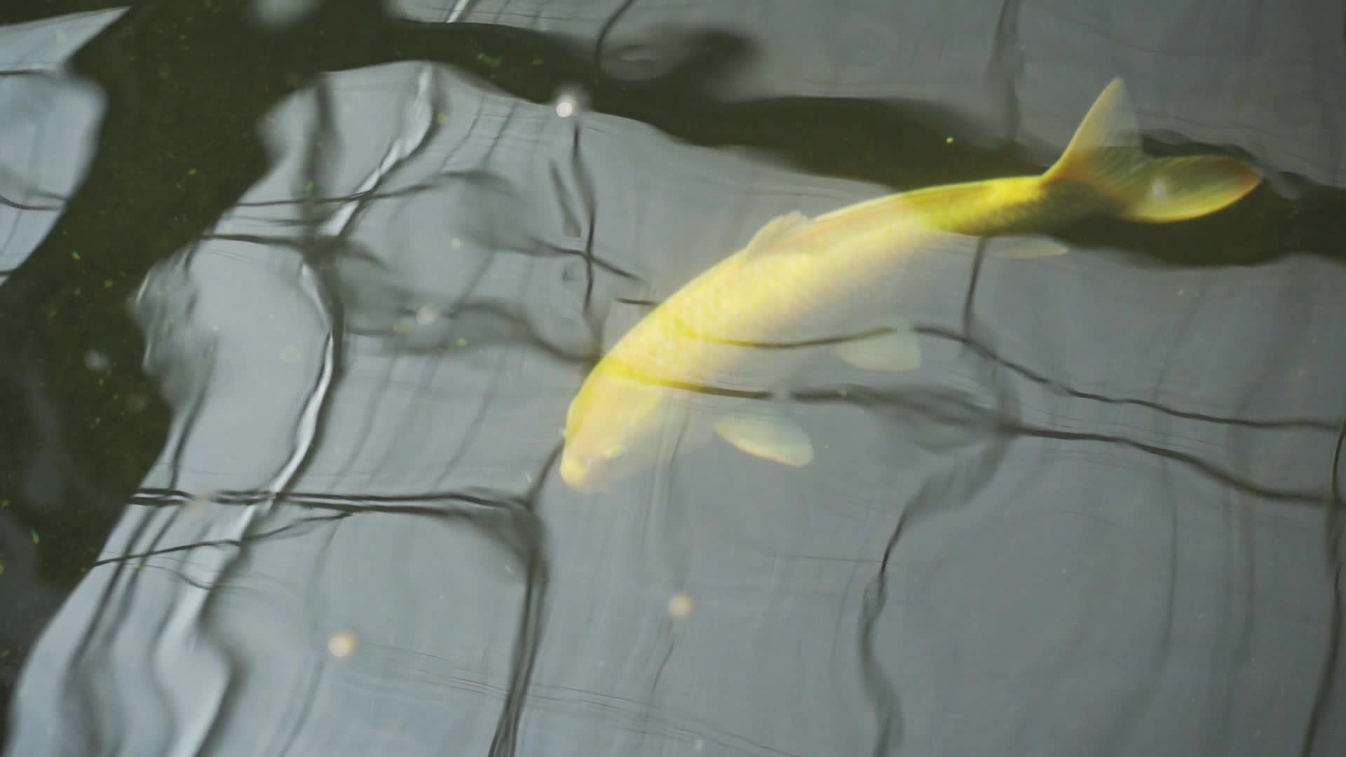 1080P锦鲤渔业养殖视频的预览图
