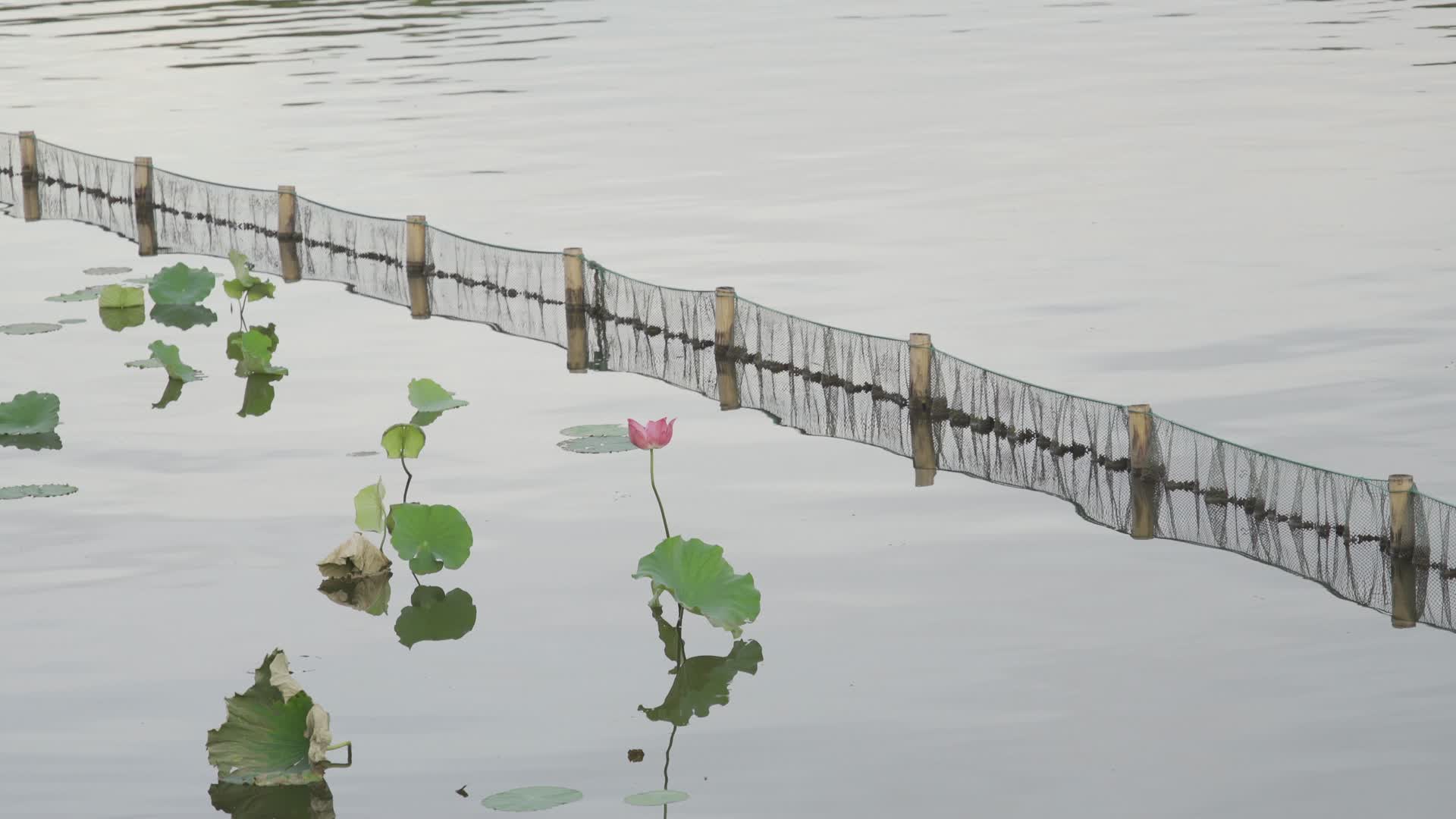 杭州西湖风景区西泠桥荷花4K风景视频视频的预览图