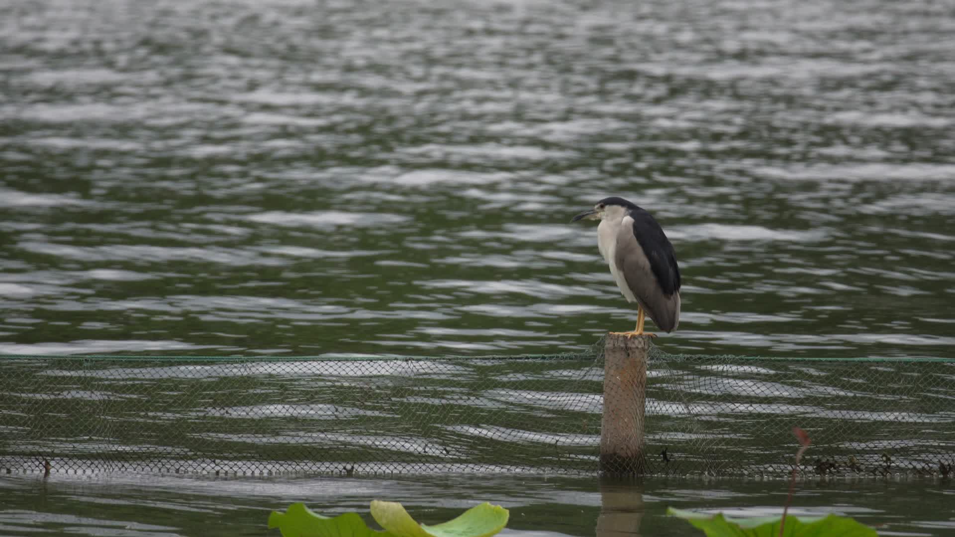 杭州西湖风景区西泠桥鸟4K视频视频的预览图