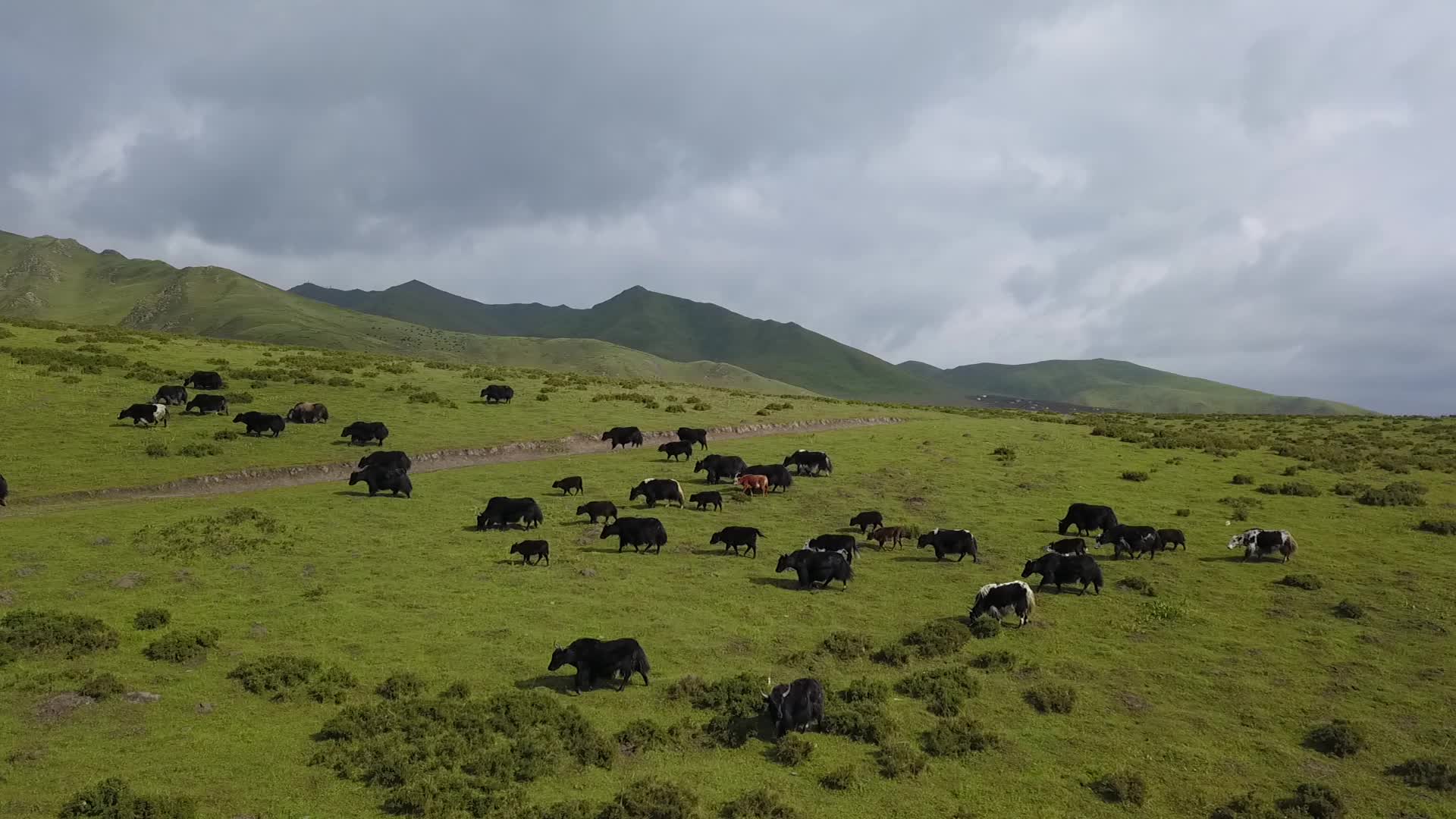 甘南草原牦牛视频的预览图