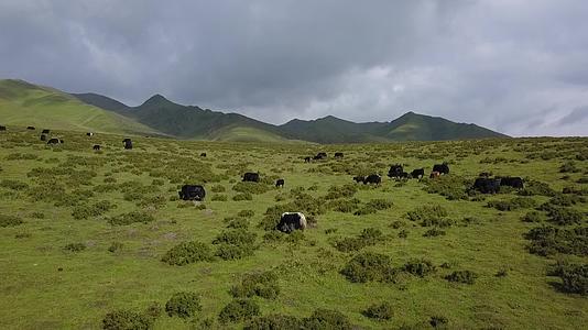 草原牦牛视频的预览图