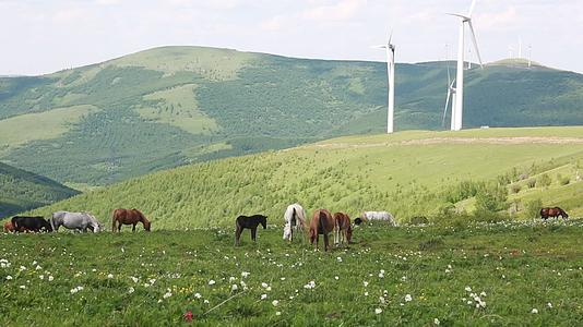 风力发电与草原牛群羊群放牧吃草视频的预览图