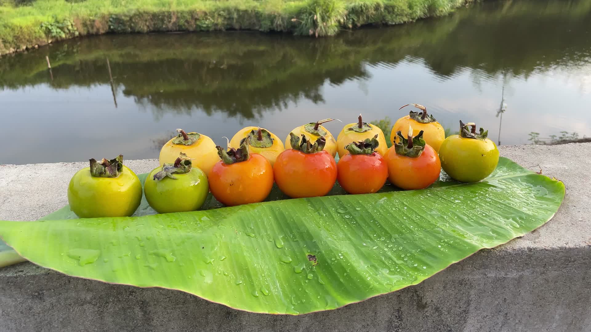 柿子4K实拍视频视频的预览图