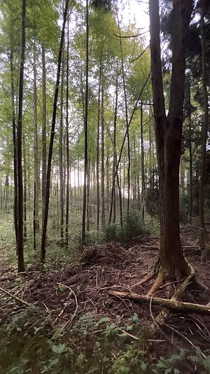 湖北省恩施市芭蕉侗族乡富尔山森林视频的预览图
