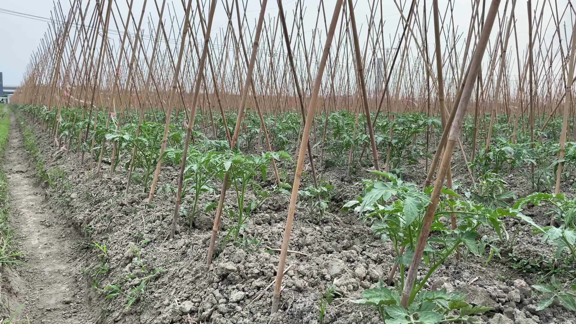 种植西红柿农耕菜田4K实拍视频视频的预览图