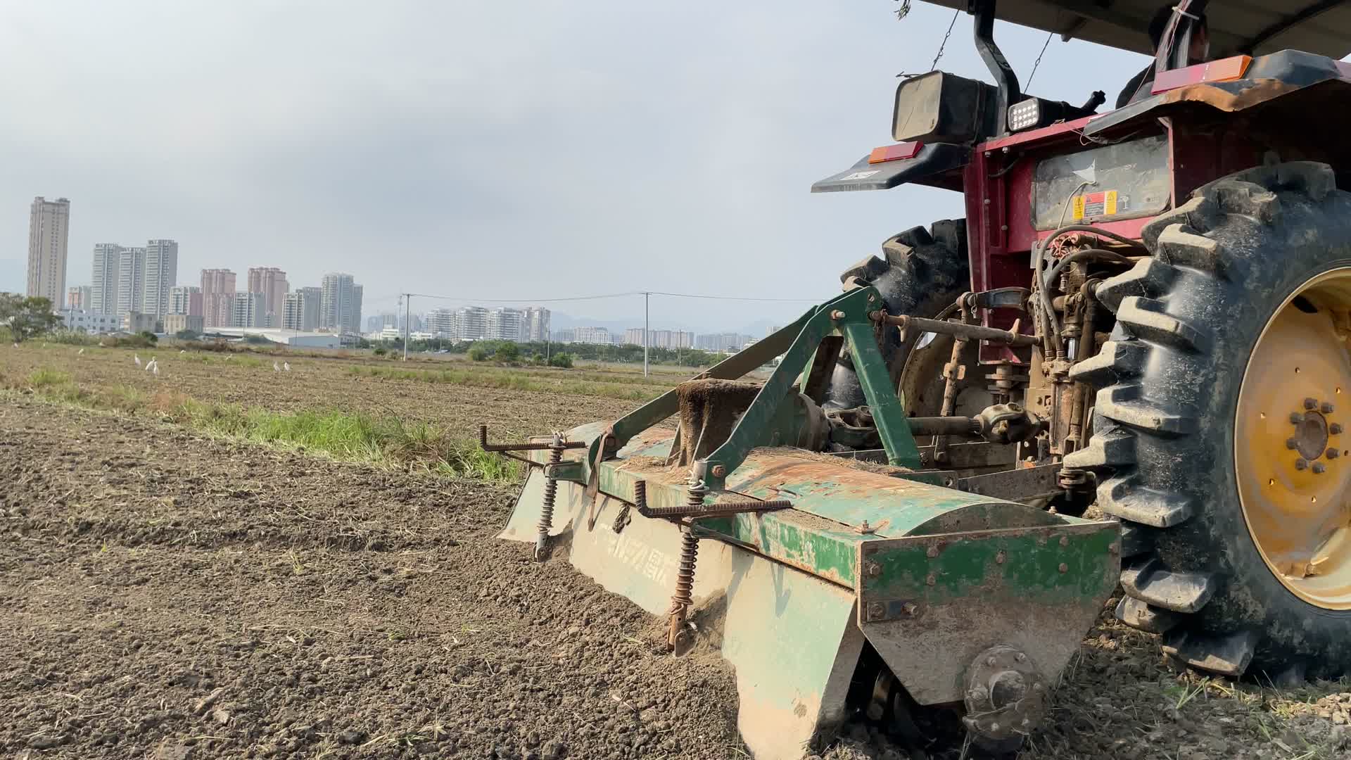 种植西红柿农耕菜田4K实拍视频视频的预览图