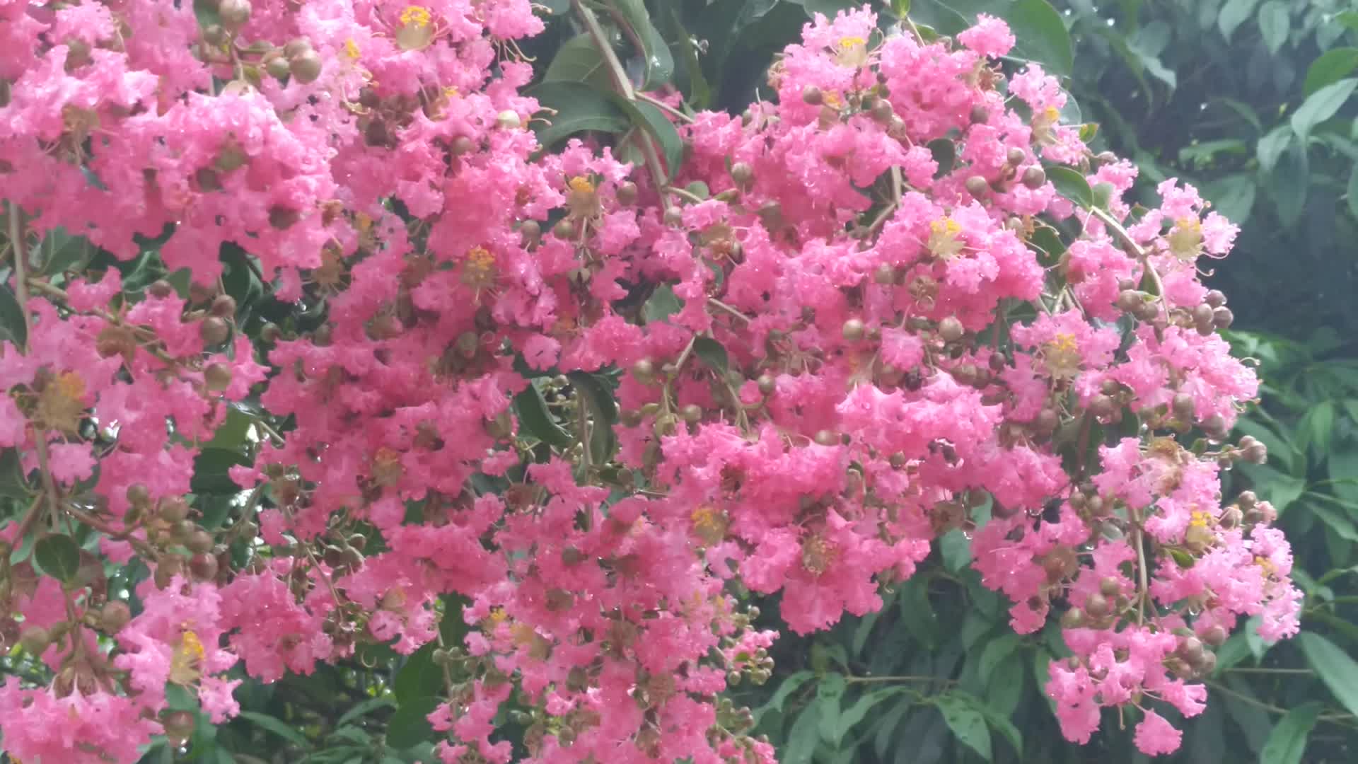 大自然中的花卉紫薇花花朵4K实拍视频视频的预览图