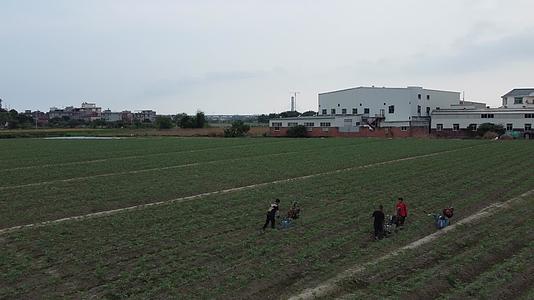 航拍种植西红柿农耕菜田4K实拍视频视频的预览图
