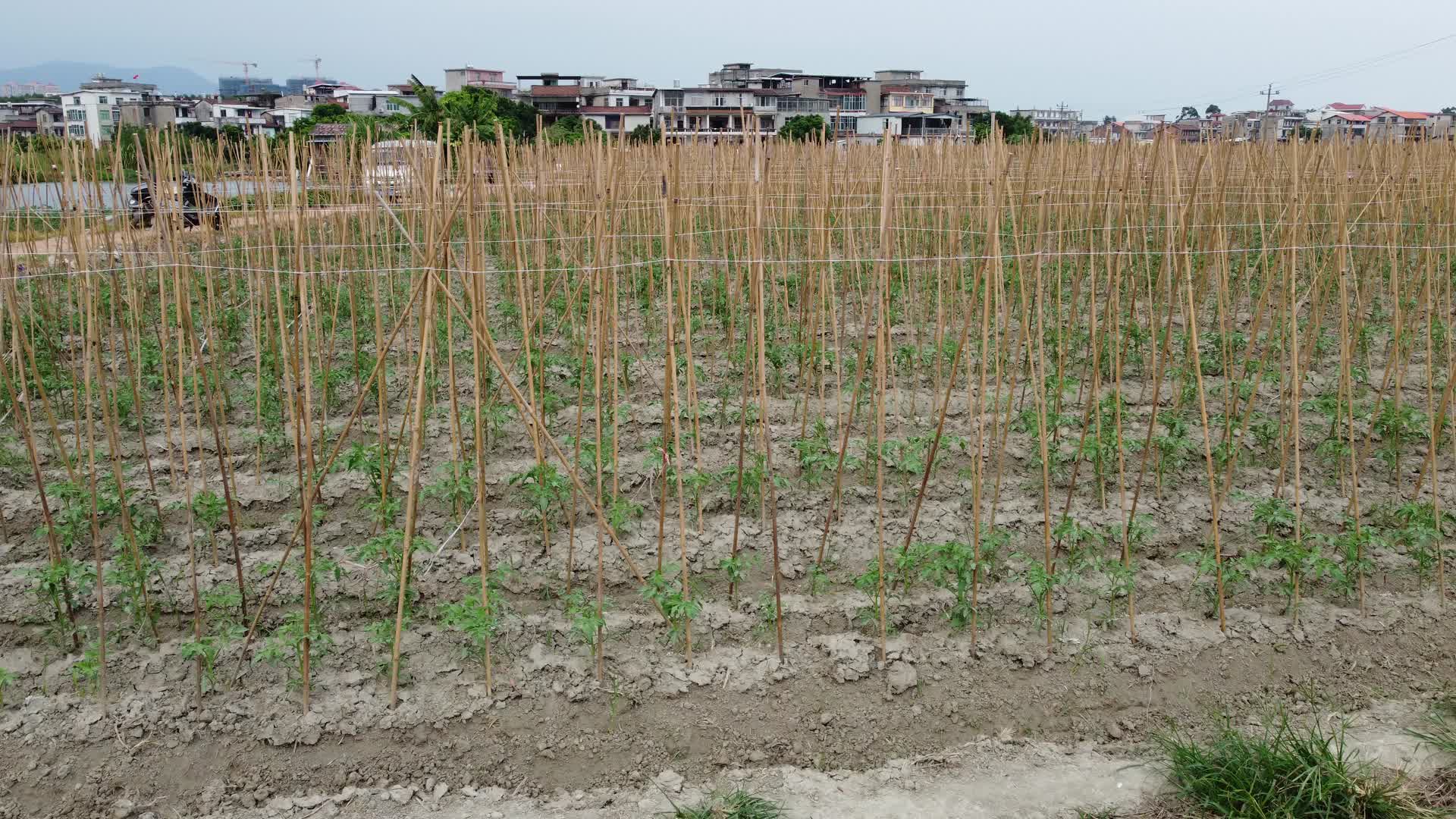 航拍种植西红柿农耕菜田4K实拍视频视频的预览图