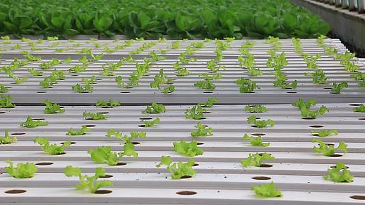 水培蔬菜温室大棚现代化农业自动化喷淋蔬菜幼苗视频的预览图