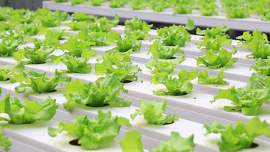 水培蔬菜温室大棚现代化农业自动化喷淋视频的预览图
