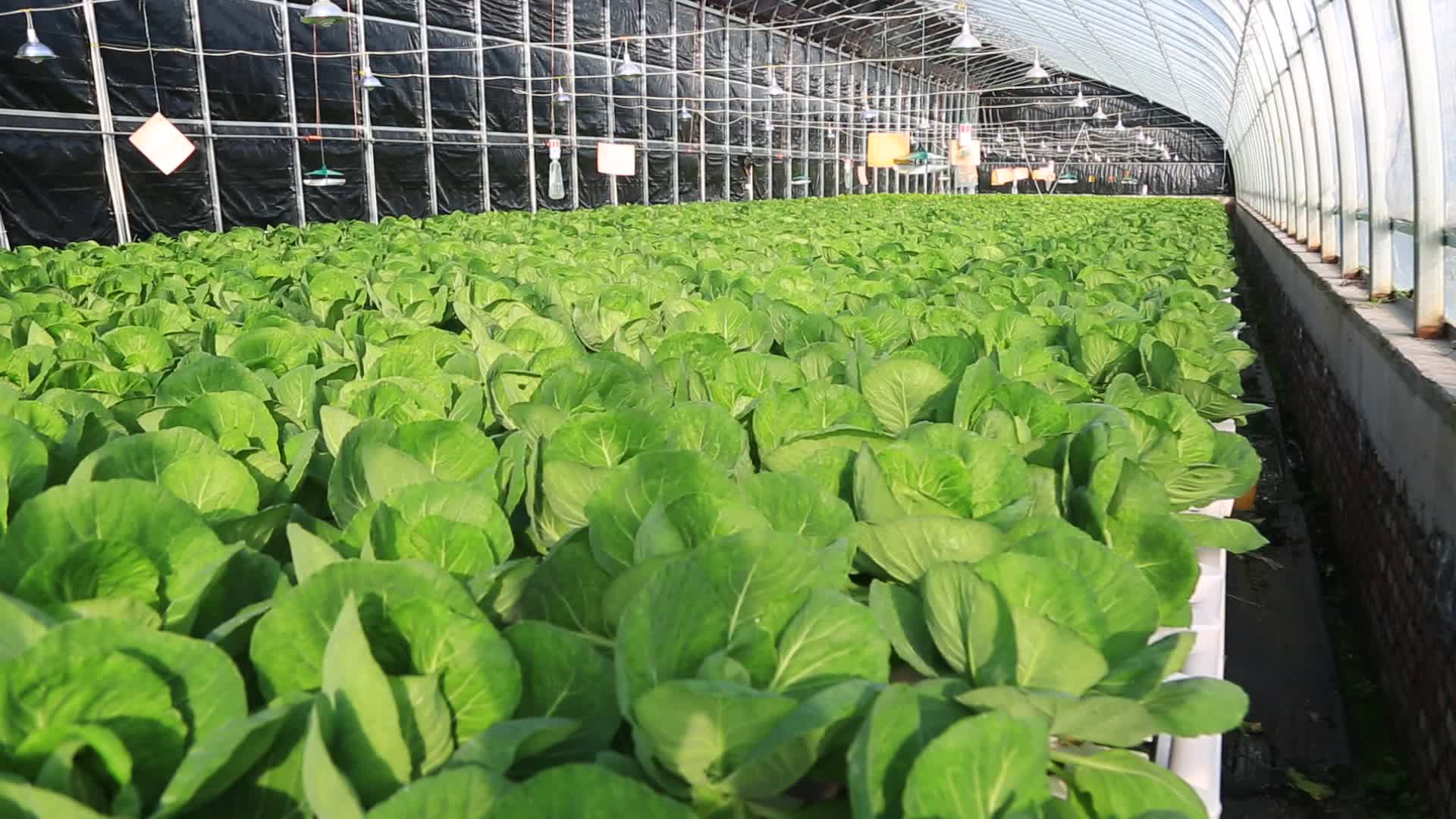 水培蔬菜温室大棚现代化农业视频的预览图