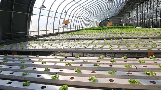 水培蔬菜温室大棚现代化农业视频的预览图