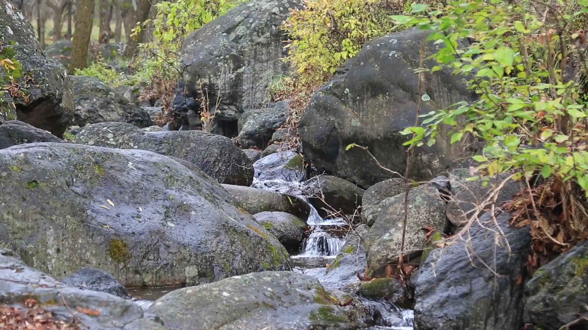 森林小溪泉水潺潺视频的预览图