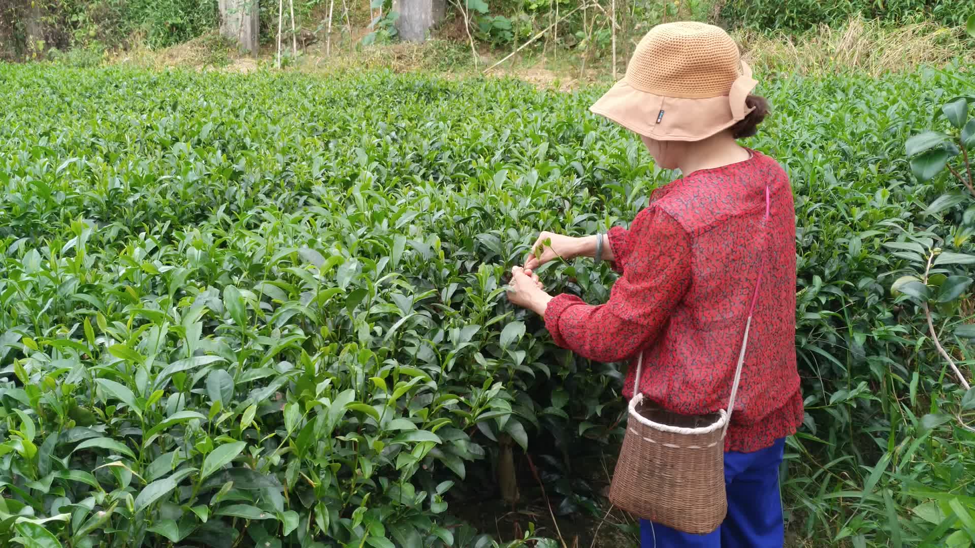 茶农在美丽茶园采摘茶叶4K实拍视频视频的预览图