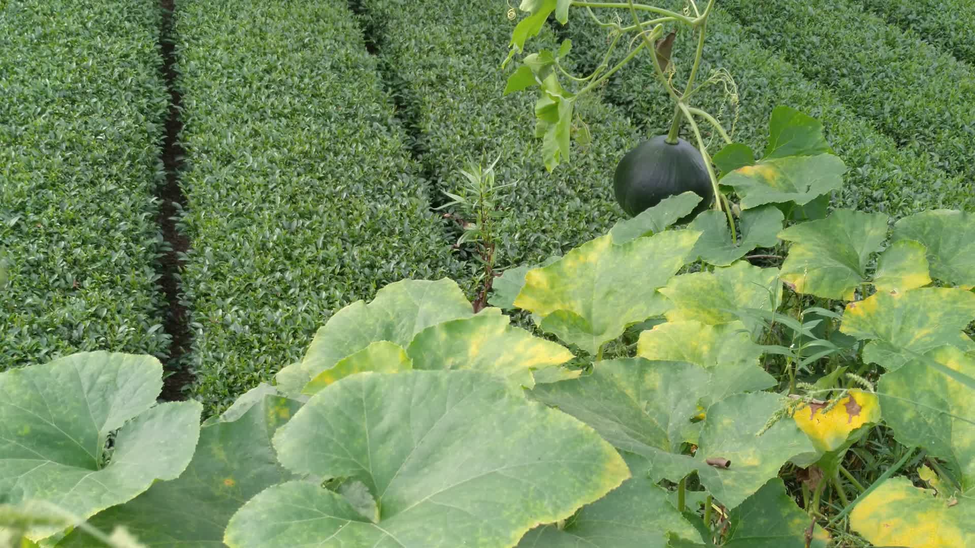 农村菜园里种植的南瓜蔬菜4K实拍视频视频的预览图