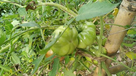 菜园里种植的营养生态青番茄蔬菜4K实拍视频视频的预览图