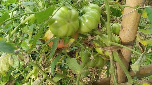 菜园里种植的营养生态青番茄蔬菜4K实拍视频视频的预览图