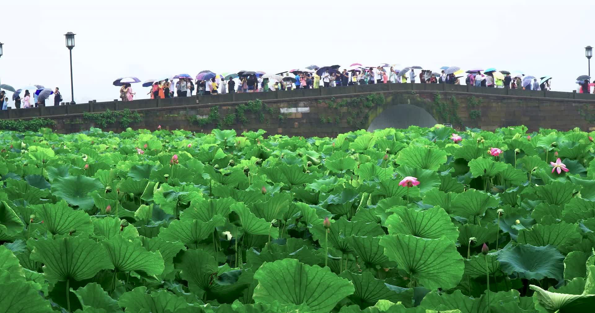 雨季杭州西湖风景区人流荷花风景视频视频的预览图