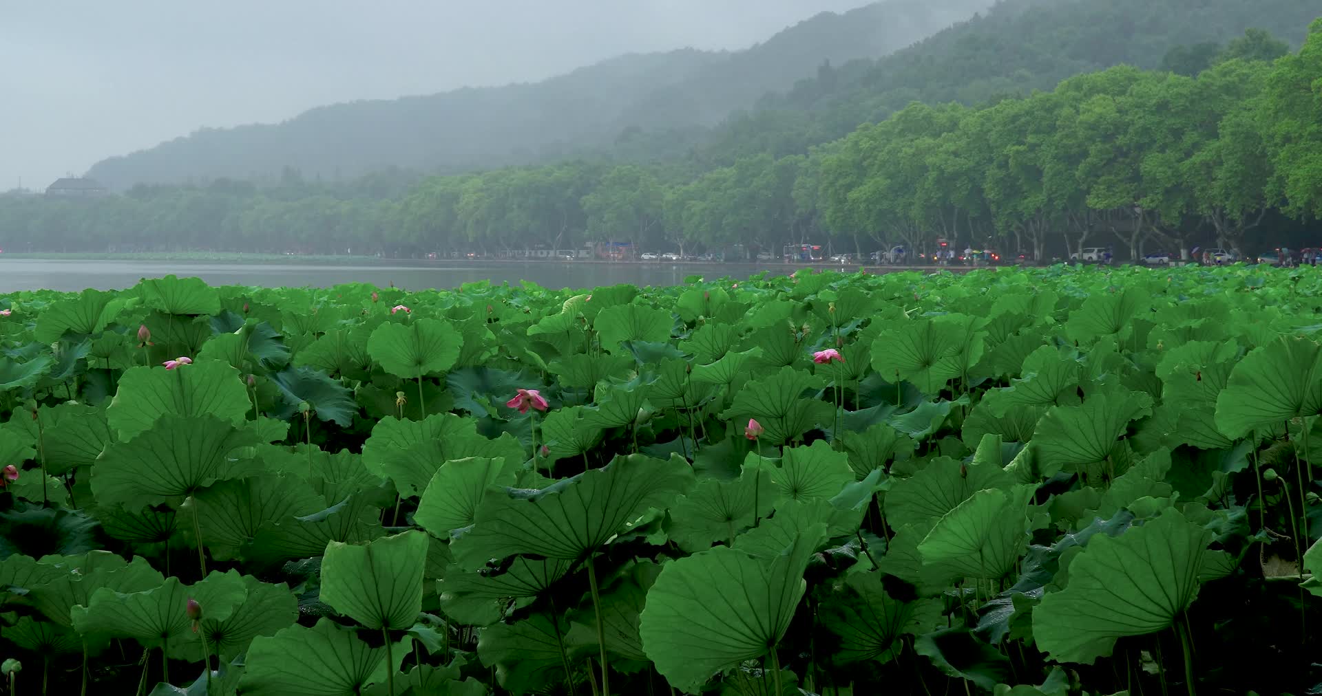 杭州西湖风景区4K风景视频视频的预览图
