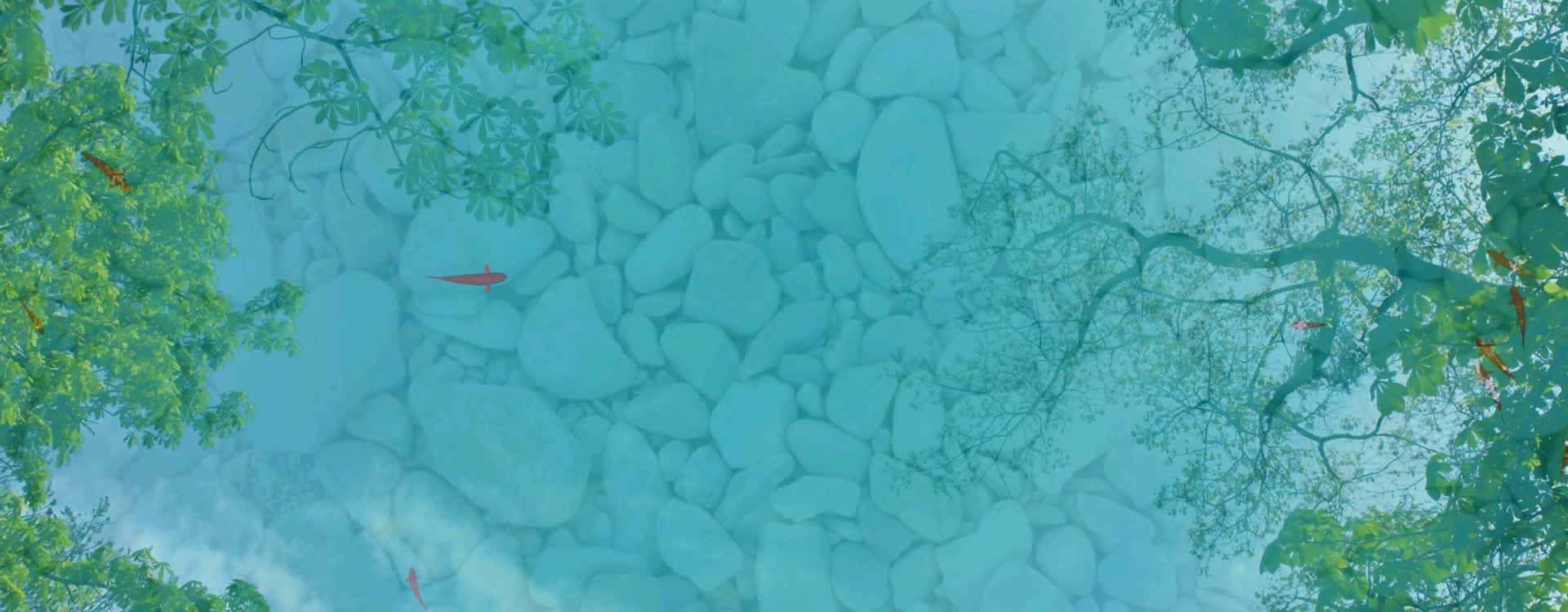 宽屏地面池塘锦鲤群视频的预览图