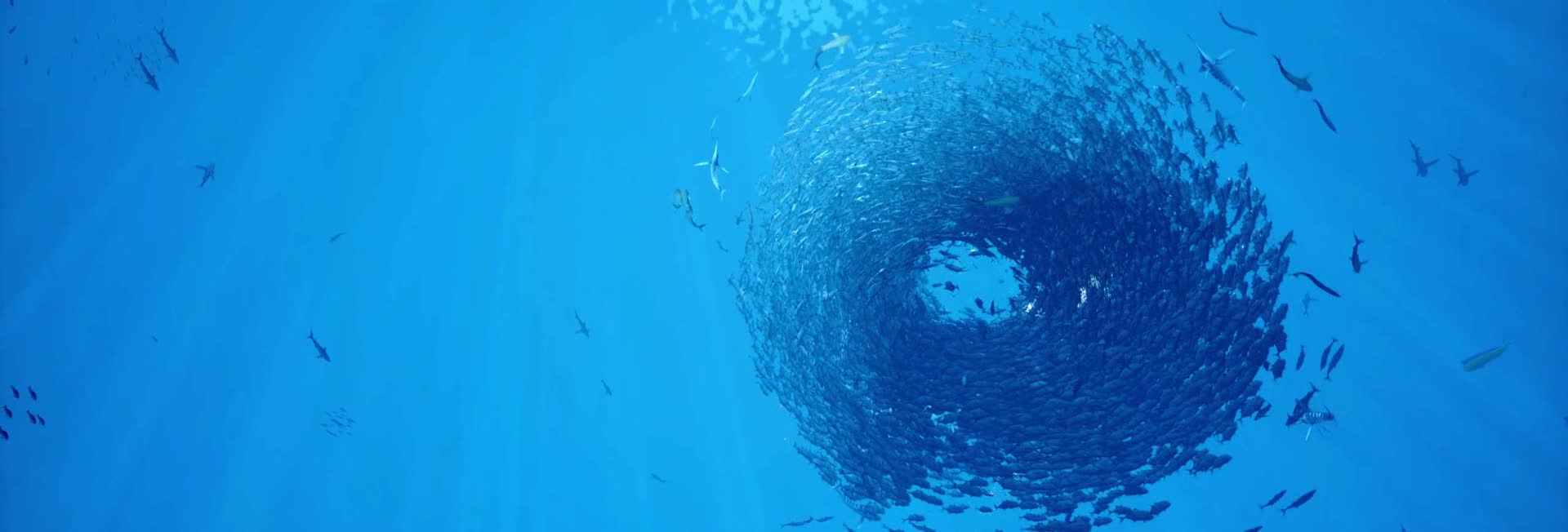 天幕投影海底鱼群旋涡视频的预览图