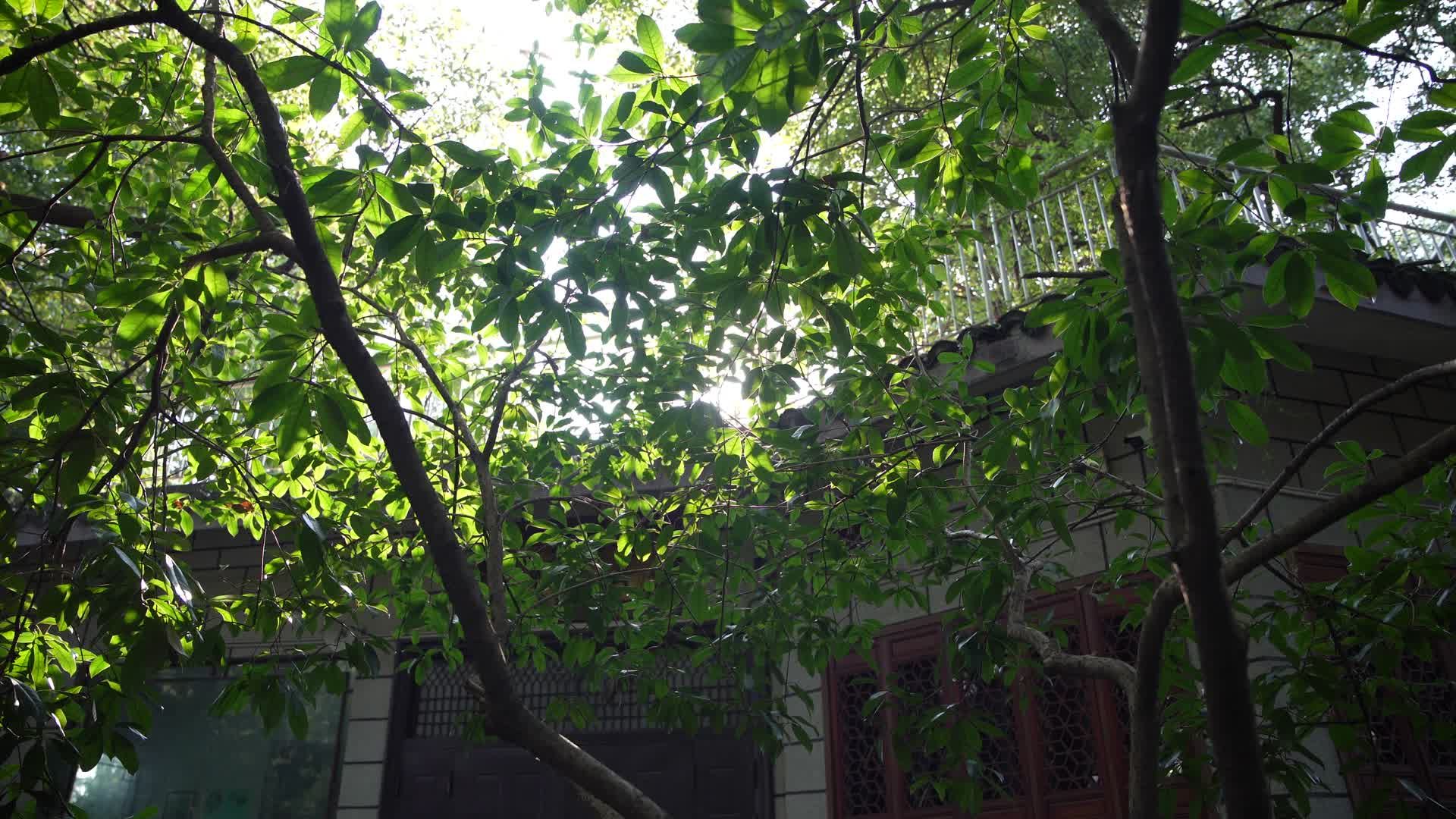 杭州吴山景区云之居阳光穿过树叶缝隙4K风景视频视频的预览图